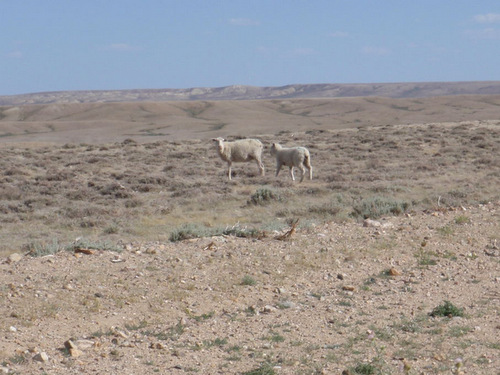 Our only sighting of sheep for the entire week.